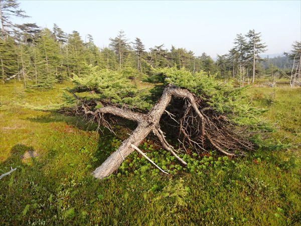 Охотское Море 105